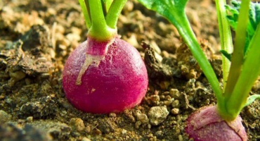 Návod krok za krokem: jak pěstovat ředkvičky venku?